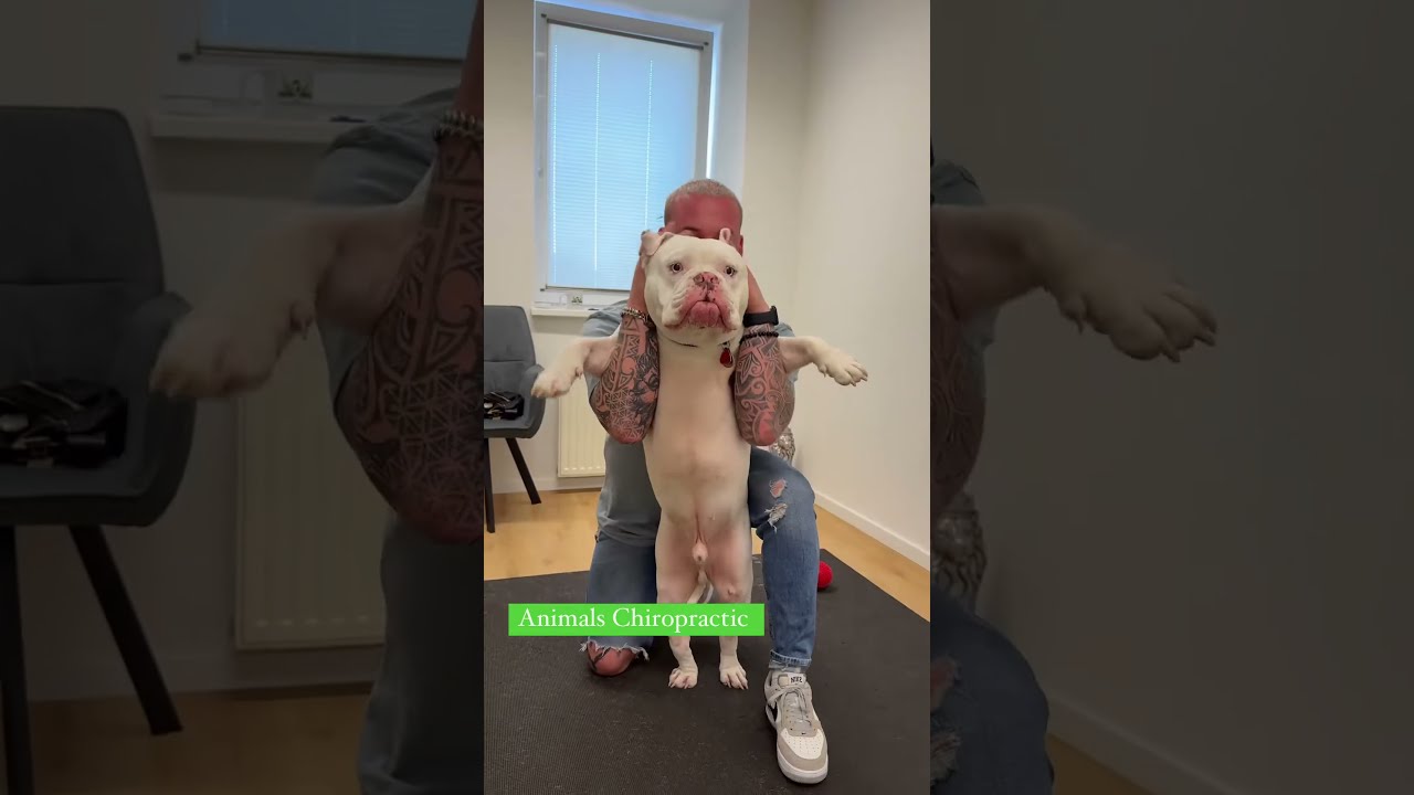 would you adopt this boy?🐩