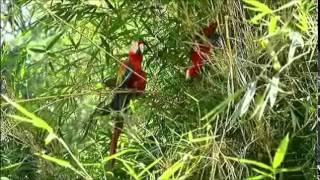 Spirit of the Rainforest (David Arkenstone) - Sanctuary