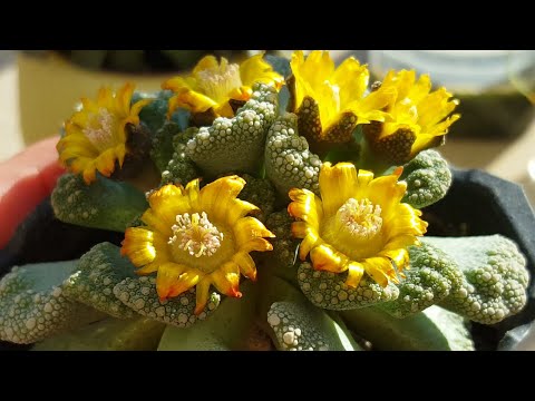 Video: Titanopsis Nyob Pob Zeb Info - Yuav Ua Li Cas Loj Hlob Ib Lub Jewel Cog