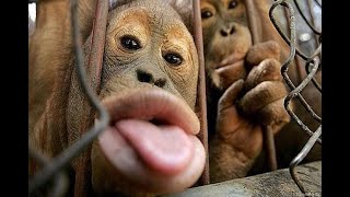 BETISIER ,Best monkey moment !! MEILLEUR video de singe, drole et RIGOLOS 🤪😜🙈🙉🙊ANIMAUX Resimi