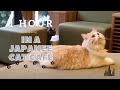 4k 1 hour  relaxing in a japanese cat cafe