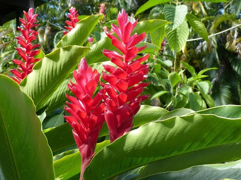 Video: Información de la planta de jengibre Torch - Cuidado de las plantas de jengibre Torch