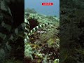 The World's Most Dangerous Snakes That Shock Scientists!