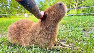 POV: Spend a Relaxing Afternoon Petting a Capybara