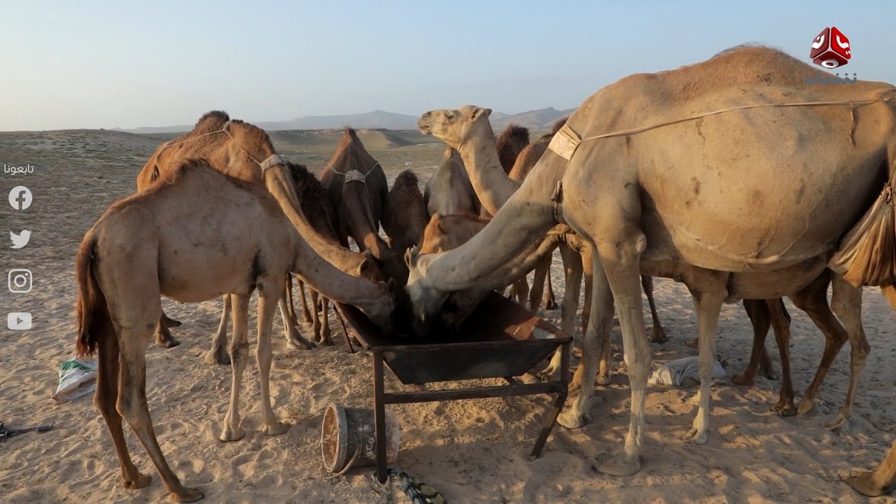 شاهد حياة الإبل العربية الأصيلة في محافظة المهرة اليمنية