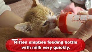 Kitten empties feeding bottle with milk very quickly 😻 😻 😻