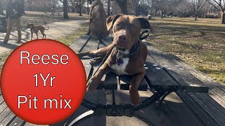 Reese | 1 YEAR OLD PIT MIX | CONFIDENCE BUILDING | E- COLLAR TRAINING by Off Leash K9 Training Columbus 31 views 2 months ago 5 minutes, 23 seconds