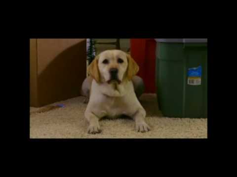 the dog who saved christmas new home doovi shelby the dog who saved christmas