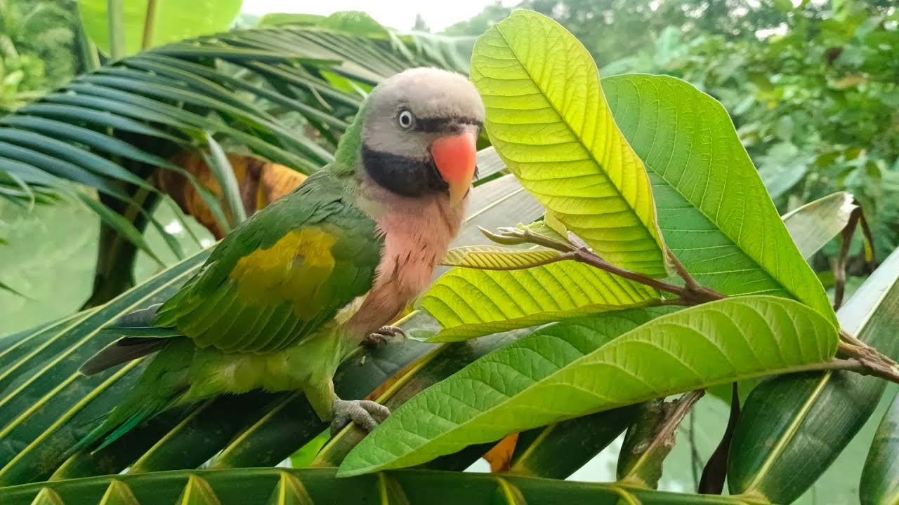 how to Tame a baby parrot?one of the easier processes. - YouTube