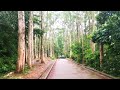 Pineapple Dam Nature trail Hong Kong | Rainy Hike | Miss Jayn