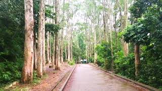 Pineapple Dam Nature trail Hong Kong | Rainy Hike | Miss Jayn