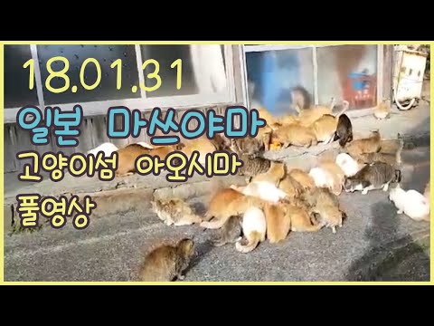일본 마쓰야마 고양이섬 아오시마 풀영상 20180131
