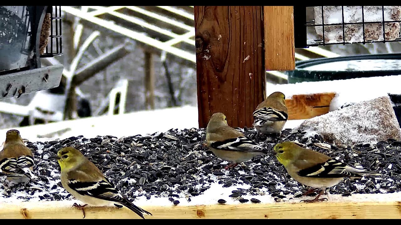 Northwest arkansas bird feeding live stream boston mountains in