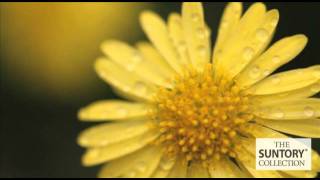 Commercial Grower Tips U0026 Benefits Surdaisy Brachyscome