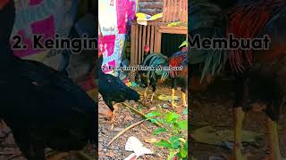 5 ciri-ciri ayam betina mau bertelur #shorts #ayam #ayambangkokindonesia #shortvideo #ayambetina