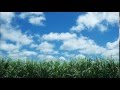 さとうきび畑 cover