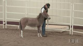 LTR Training Tip #40: Turn on the Haunches Net Worth