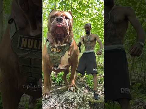 Biggest Pitbull in this World 🥵🔥 || Aggressive Pitbull Hulk Huge Size Pitbull Dog 😱 #shorts