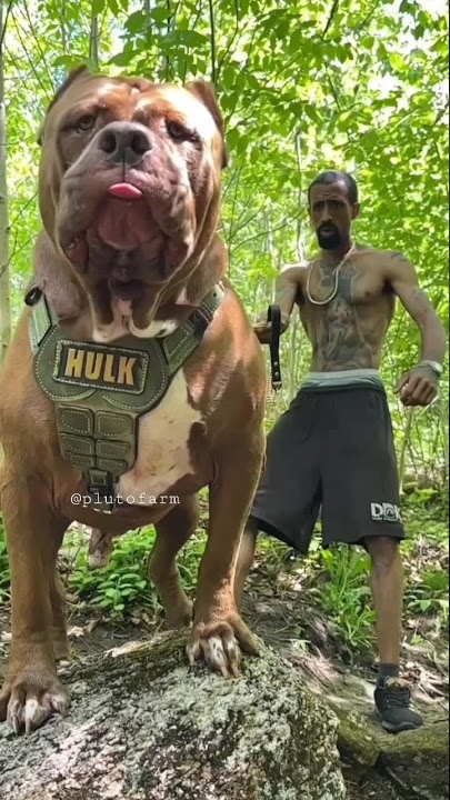 Biggest Pitbull in this World 🥵🔥 || Aggressive Pitbull Hulk Huge Size Pitbull Dog 😱 #shorts