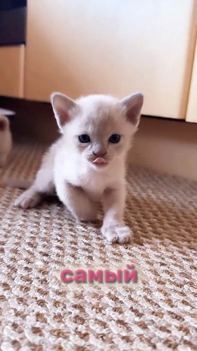 У кого самый лучший котик? 😻 Всем удачи и любви! Заласкайте малыша 💞 ...