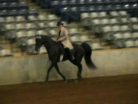 Coppergens Showtime 2009 NWHA Walking Horse Nation...