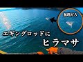 台風前、秋イカ爆釣の後に襲いかかる巨大ヒラマサ【エギング＆ショアジギング】