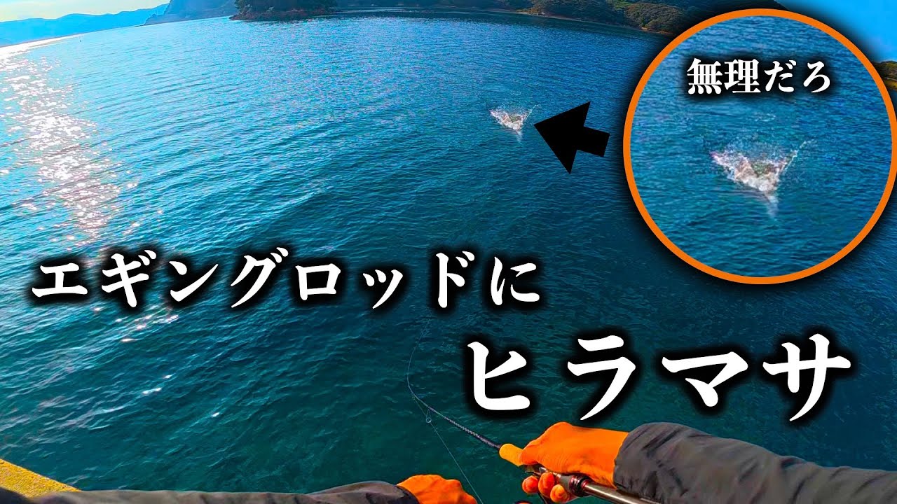 台風前、秋イカ爆釣の後に襲いかかる巨大ヒラマサ【エギング＆ショアジギング】
