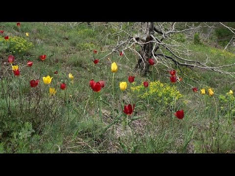 Video: Serat E Moskës Përgatitën Rreth 5 Milion Tulipanë Deri Në 8 Mars