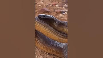Loài rắn có nọc độc mạnh nhất thế giới  - Cobra Taipan #shortvideo #thưgiãn