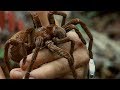 Holding a wild goliath tarantula  deadly 60  earth unplugged