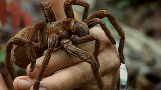 Holding a Wild Goliath Tarantula | Deadly 60 | Earth Unplugged Resimi