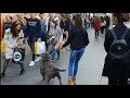 Scaring people with our dangerous XL pitbull Bokito in Rotterdam centrum