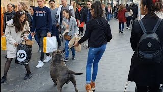 Scaring people with our dangerous XL pitbull Bokito in Rotterdam centrum