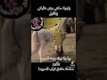 بيا ولا بيك ريت الوجع يازين بيا ولا بيك ريت الوجع يازين