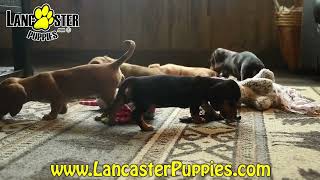 Sweet Mini Dachshund Puppies