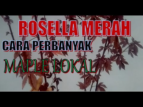 Video: Merah maple. Maple merah hiasan