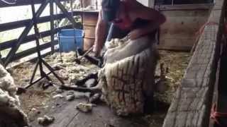 Shearing Rams in Canada (vid 10)