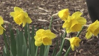 How To Plant Daffodils