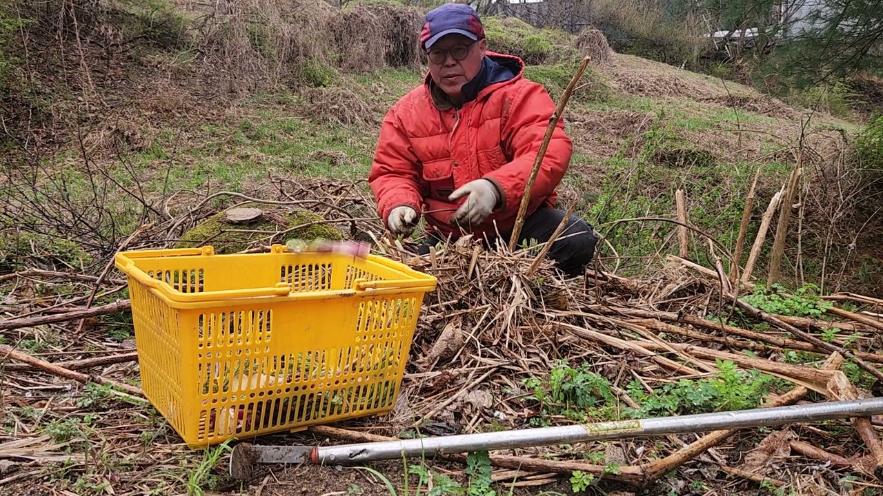 땅두릅이 복 덩어리입니다.