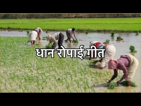 #कजरी गीत🌾🌺👌धान रोपाई गीत🌾👌बरसत पनिया🌾👌॥एक बार जरूर सुनिये👌🌾😇#lokgeet #kajari