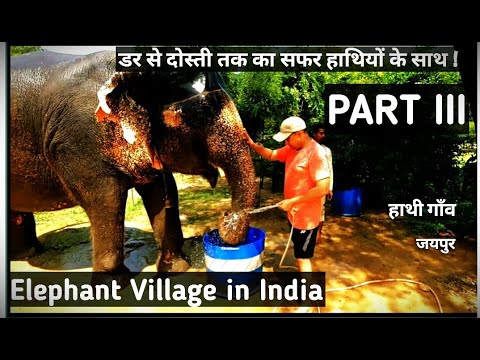 Elephant Village in India Part 3 मजेदार वीडियो I हाथी गांव जयपुर Detailed Video #elephantvillage