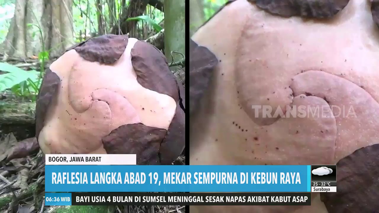 BUNGA BANGKAI RAFFLESIA MEKAR SEMPURNA | REDAKSI PAGI (16/09/19)