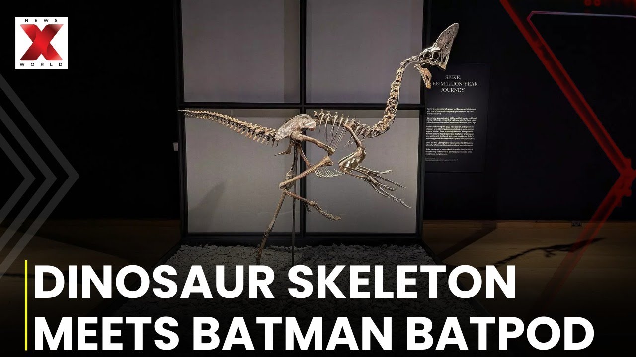Редкий скелет динозавра и Бэтпод из фильма «Бэтмен» — главные лоты аукционов Christie’s Classic W...