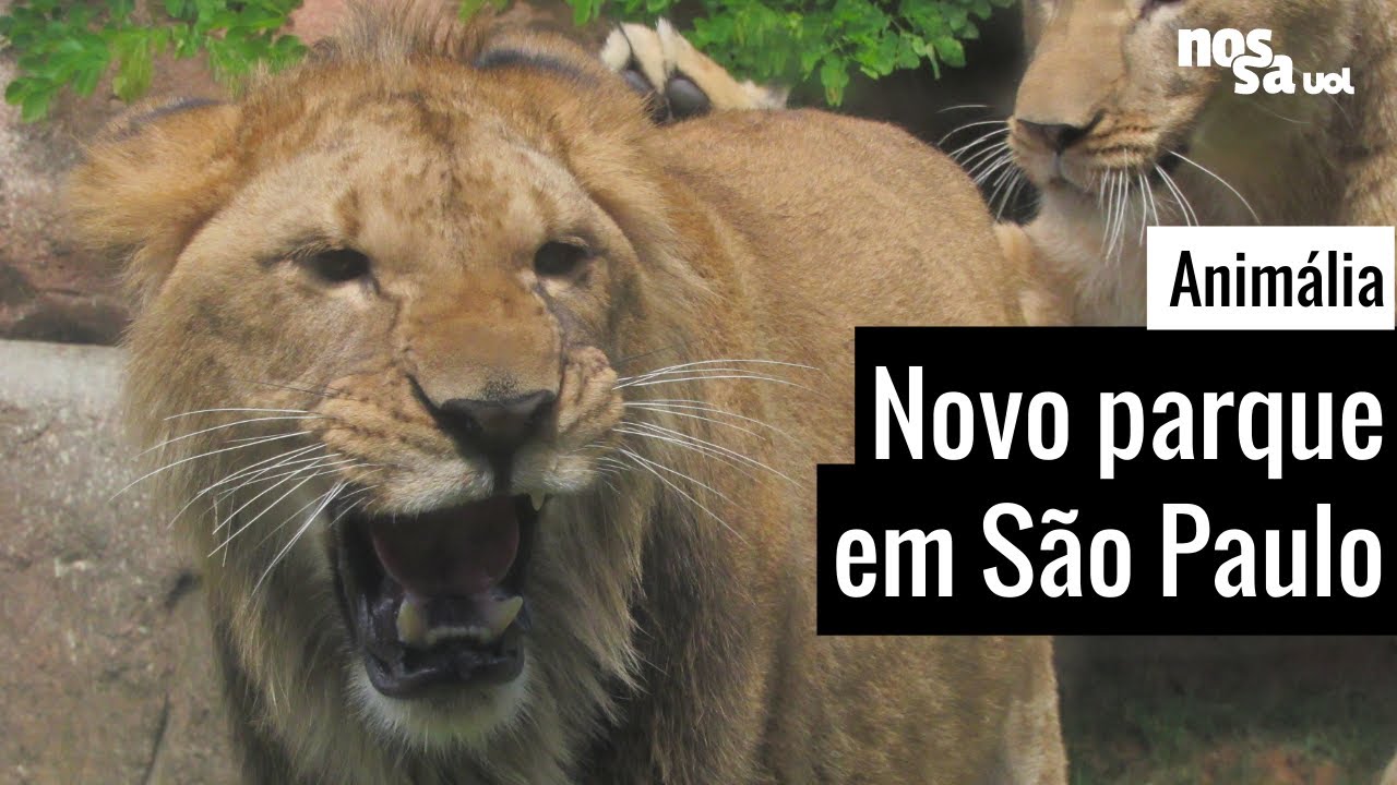 Interior de SP ganha novo parque temático para quem é apaixonado por carros  - 22/07/2022 - UOL Nossa