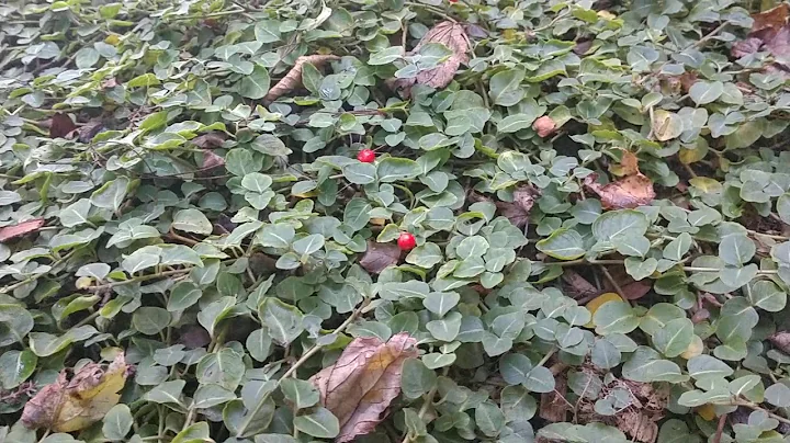 Partridgeberry (Mitchella repens)