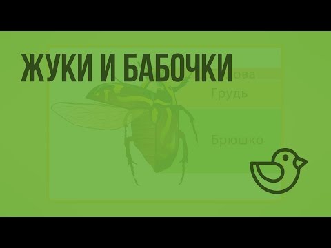 Жуки и бабочки. Видеоурок по окружающему миру 1 класс