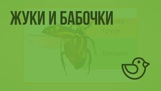Жуки и бабочки. Видеоурок по окружающему миру 1 класс Жуки и бабочки. Видеоурок по окружающему миру 1 класс