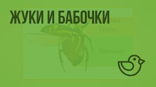 Жуки и бабочки. Видеоурок по окружающему миру 1 класс