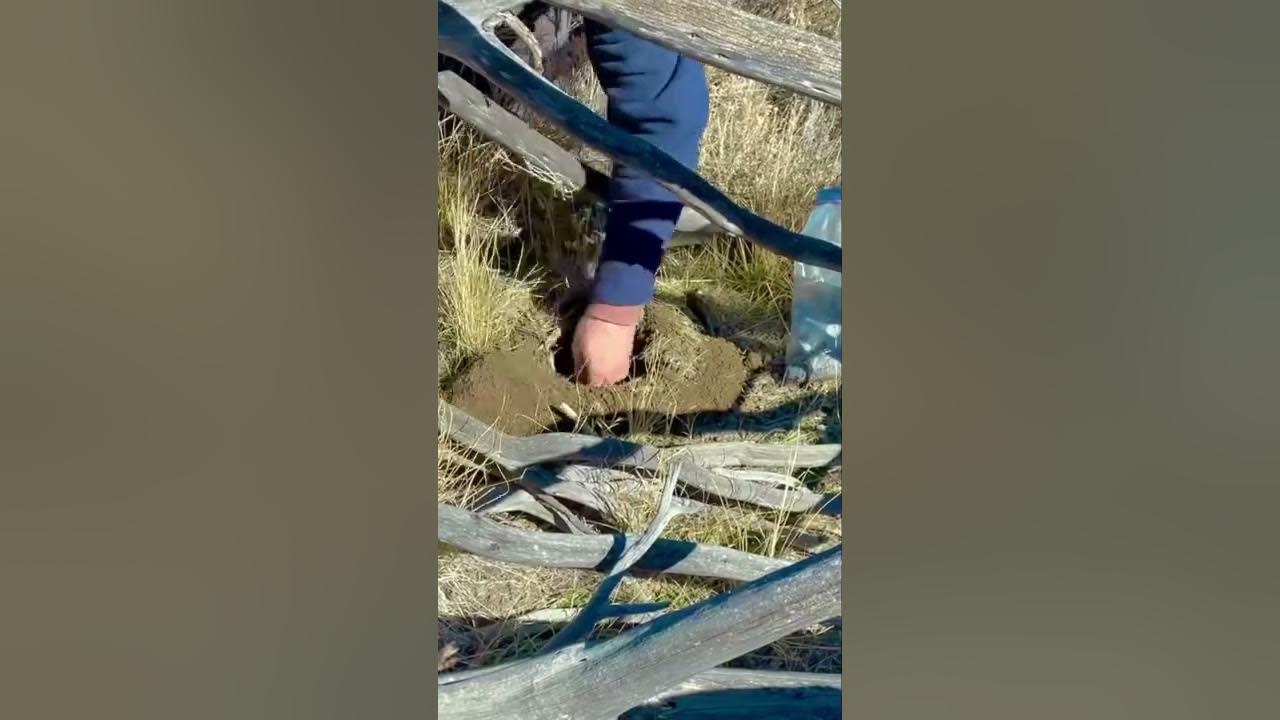 Planting trees sound effect YouTube