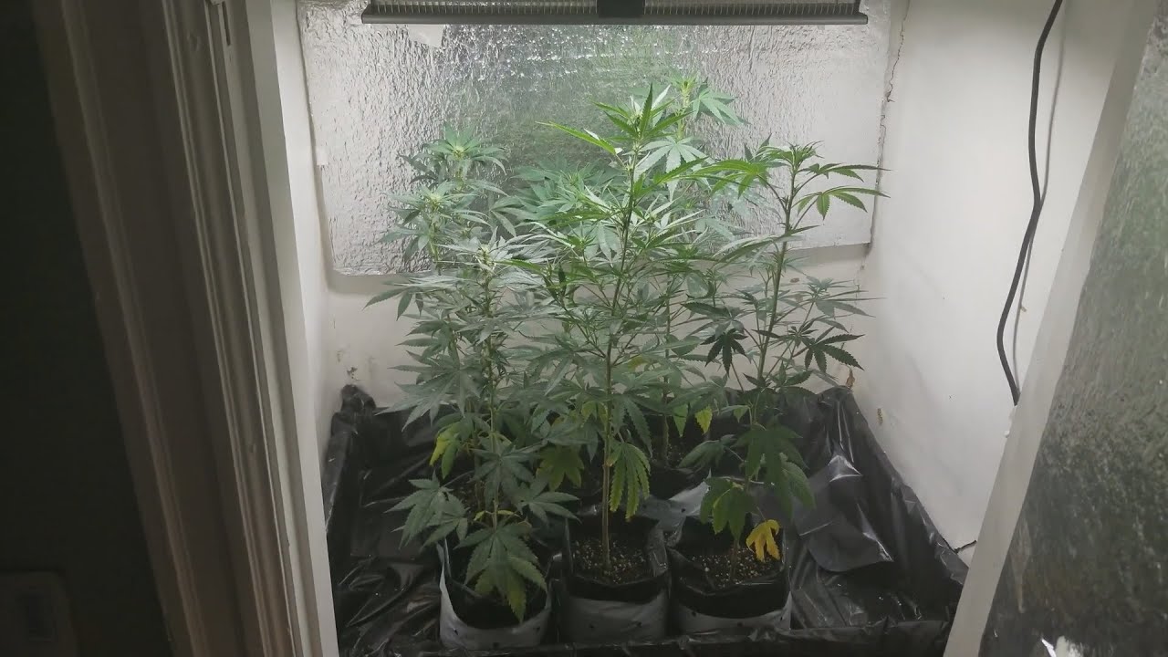 Closet Grow | Day 8 of Flower | Mars Hydro SP-150